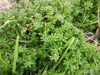stello di Poira-22-12-2012 09-17-07